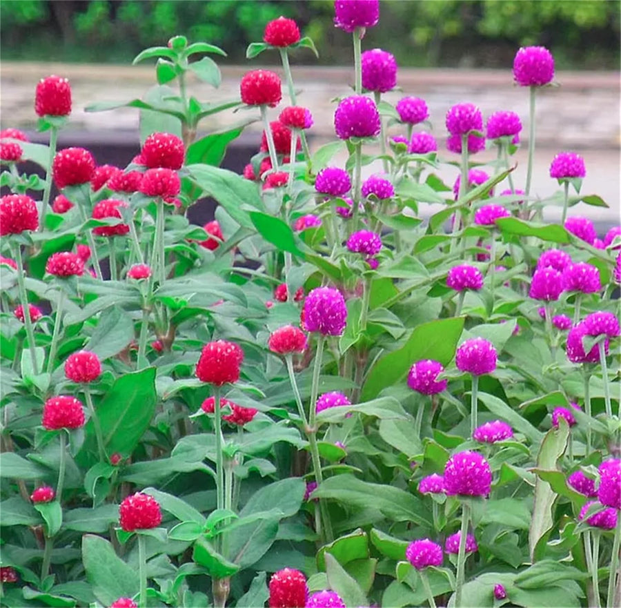 Globe Amaranth Seeds