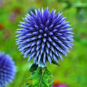 Blue Wildflower Globe Thistle Seeds