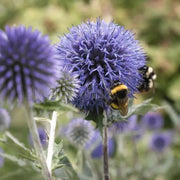 Blue Wildflower Globe Thistle Seeds