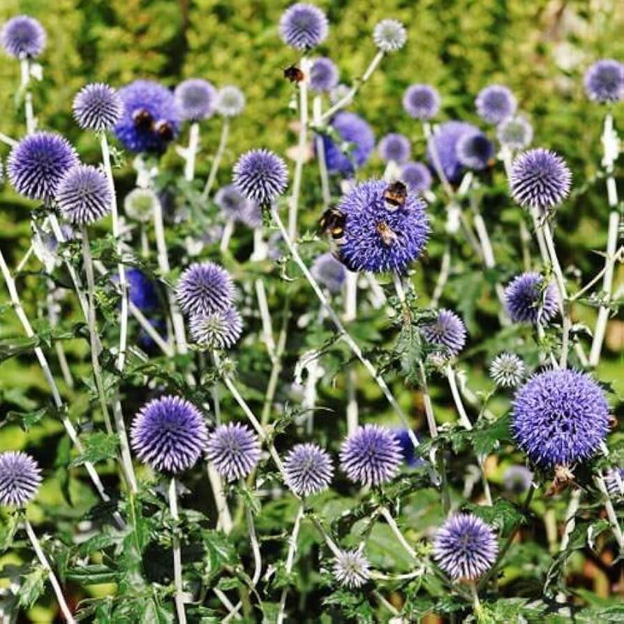 Blue Wildflower Globe Thistle Seeds