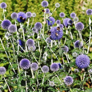 Blue Wildflower Globe Thistle Seeds