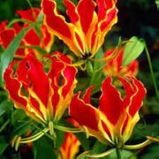 Gloriosa Superba Gloriosa Lily Seeds