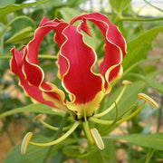 Gloriosa Superba Gloriosa Lily Seeds