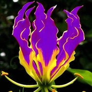 Gloriosa Superba Gloriosa Lily Seeds
