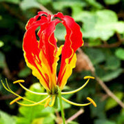 Yellow Red Gloriosa Lily Seeds