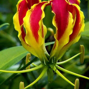 Yellow Red Gloriosa Lily Seeds