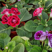 Gloxinia Sinningia Speciosa Seeds
