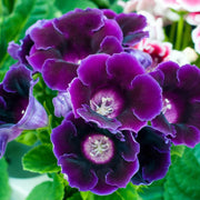Wildflower Mix Gloxinia Seeds