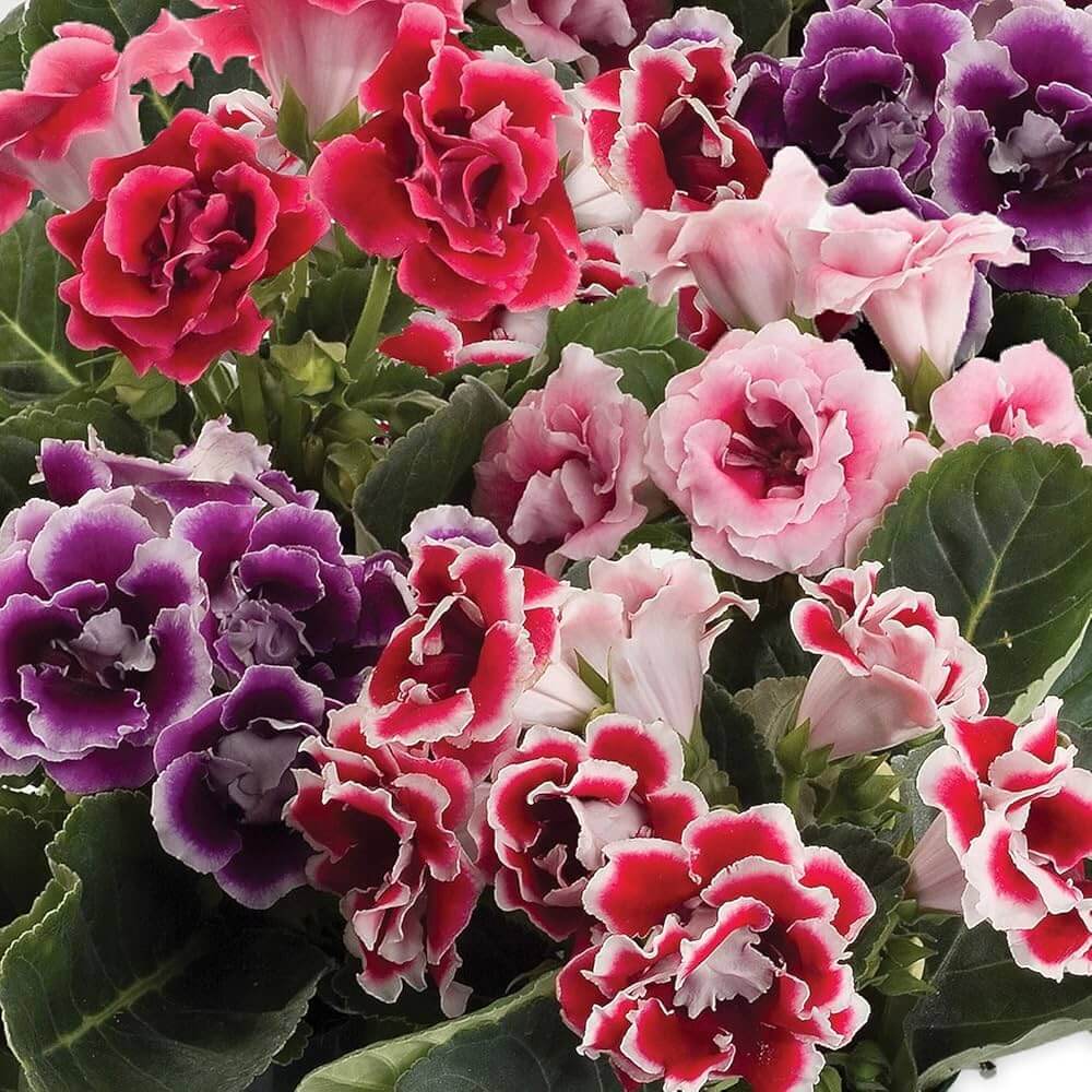 Wildflower Mix Gloxinia Seeds