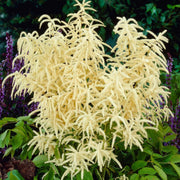 Perennial Goat's Beard Seeds