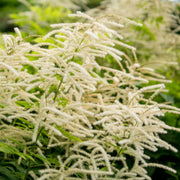 Perennial Goat's Beard Seeds