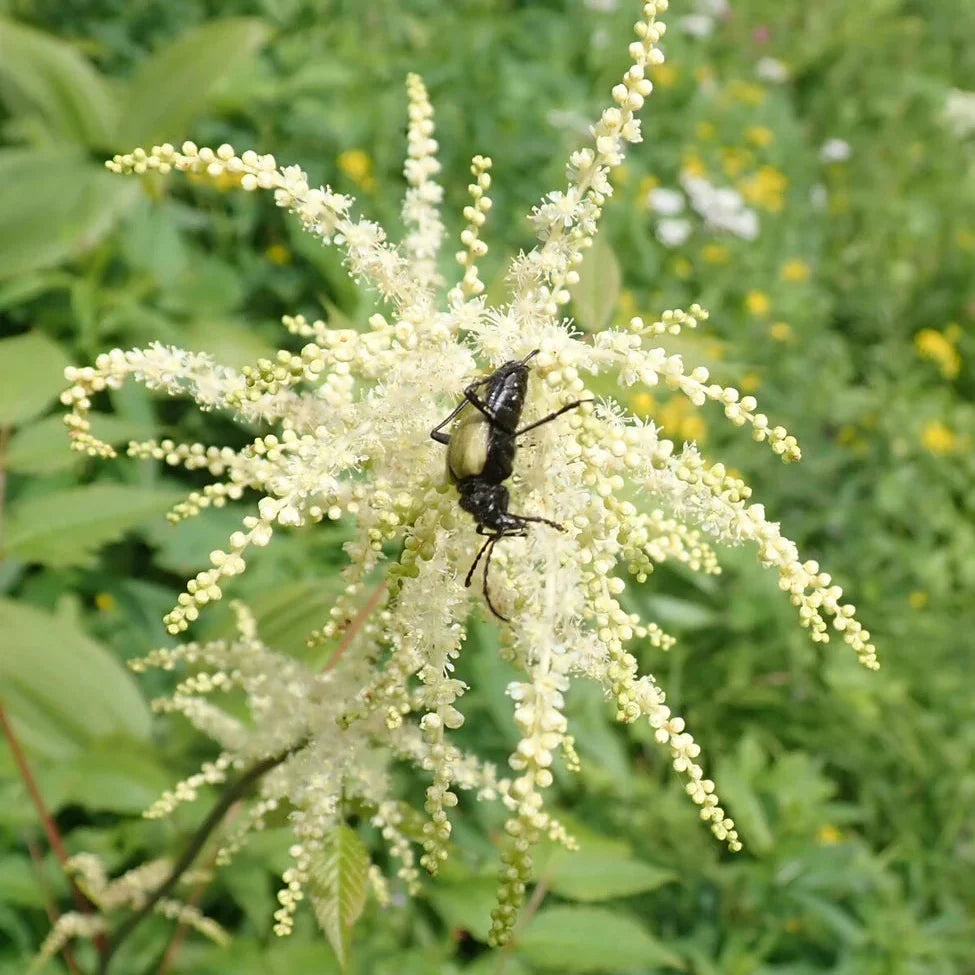 Perennial Goat's Beard Seeds