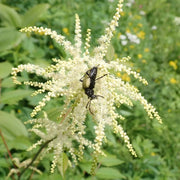 Perennial Goat's Beard Seeds