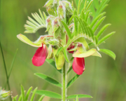 Medicinal Perennial Goat's Rue Seeds