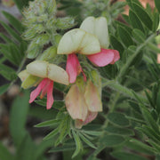 Medicinal Perennial Goat's Rue Seeds
