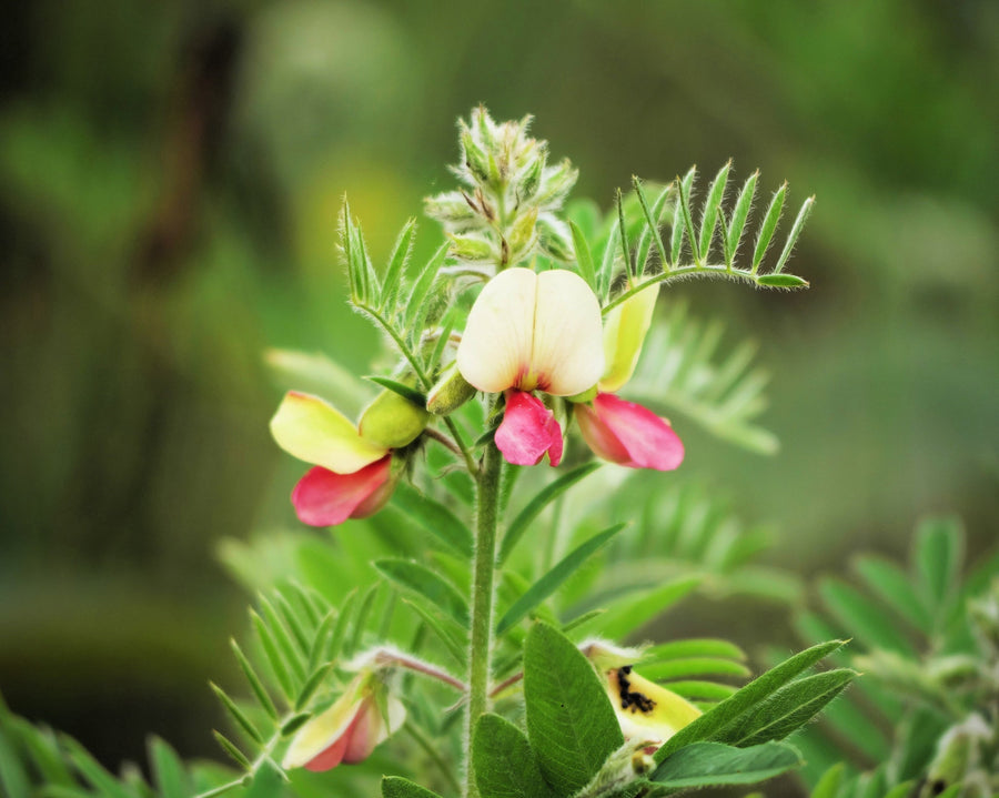 Medicinal Perennial Goat's Rue Seeds