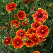 Blanket Flower Seeds – Gaillardia aristata