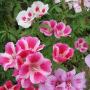 Dwarf Godetia Seeds