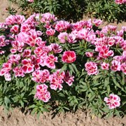 Godetia Flower Seeds, Clarkia amoena Flower Seeds