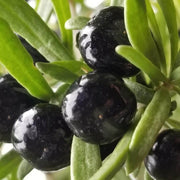Black GojiBerry Berry Seeds
