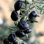 Black GojiBerry Berry Seeds