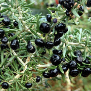 Black GojiBerry Berry Seeds