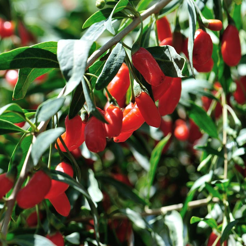 Goji Berry Seeds – Lycium barbarum