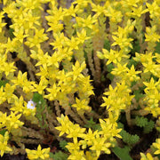 Ground Cover Succulent Gold Moss Sedum Seeds