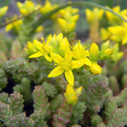 Ground Cover Succulent Gold Moss Sedum Seeds