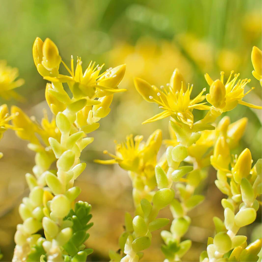 Ground Cover Succulent Gold Moss Sedum Seeds