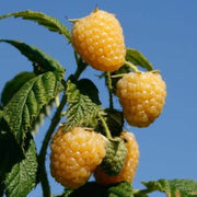 Gold Raspberry Berry Seeds