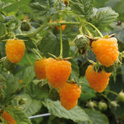 Gold Raspberry Berry Seeds
