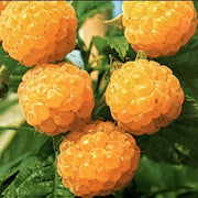 Gold Raspberry Berry Seeds