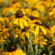 Yellow Gold Rush Seeds