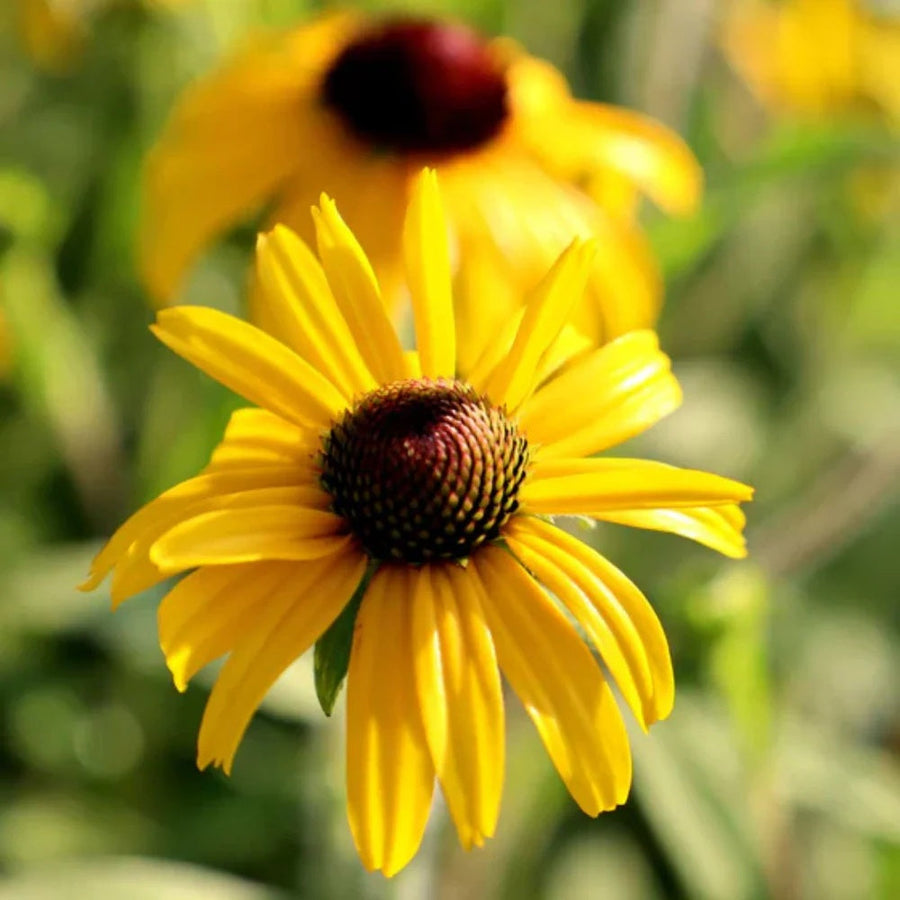 Yellow Gold Rush Seeds