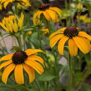 Yellow Gold Rush Seeds
