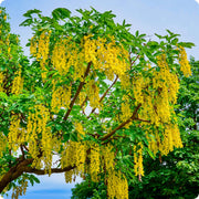 Laburnum Anagyroides Seeds - Herbal Seeds