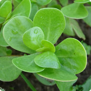 Golden Purslane Seeds