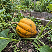 Acorn Squash Seeds – Cucurbita pepo