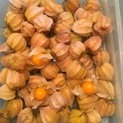 Cape Gooseberry Golden Berry Seeds