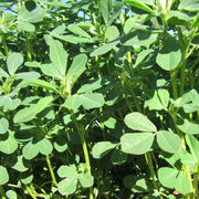 Fenugreek Seeds – Trigonella foenum-graecum