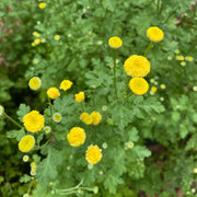 Feverfew Seeds – Tanacetum parthenium