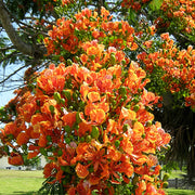 Peltophorum Seeds, Peltophorum pterocarpum Plant Seeds