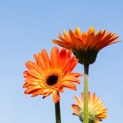 Gerbera Daisy Seeds – Gerbera jamesonii