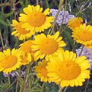Golden Marguerite Seeds