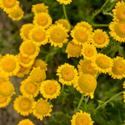 Golden Marguerite Seeds