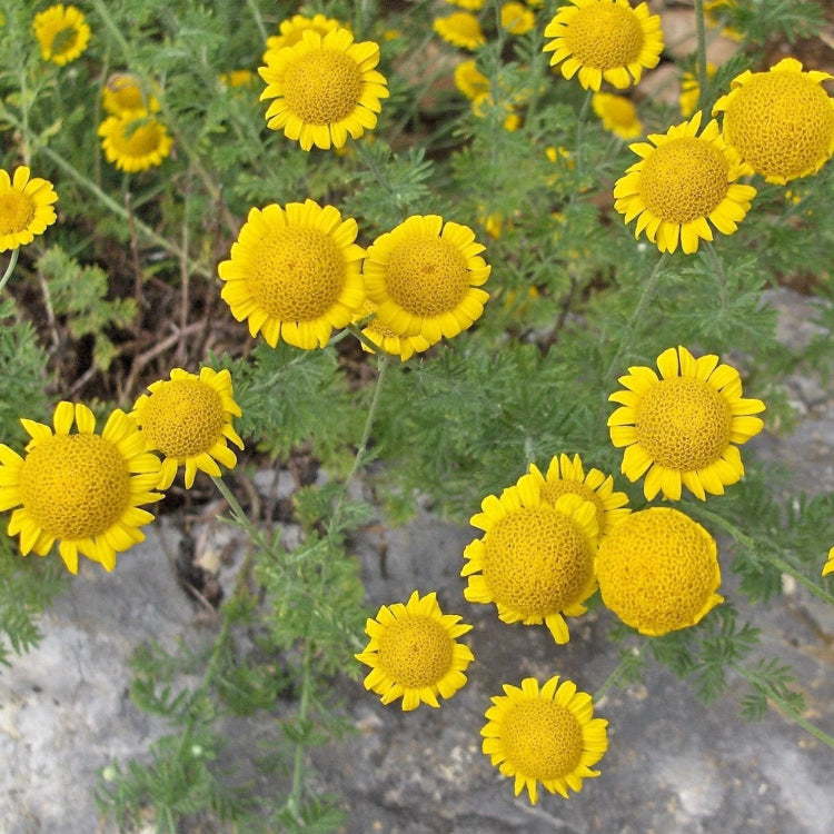 Golden Marguerite Seeds
