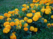 Marigold Seeds – Tagetes spp.