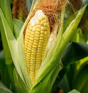 Sweet Corn Seeds – Zea mays