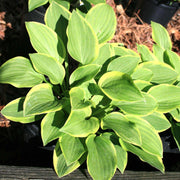 Golden Tiara Hosta Seeds - Flower Plant